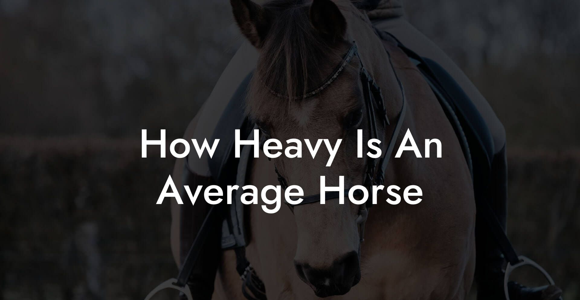How Heavy Is An Average Horse
