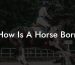 How Is A Horse Born