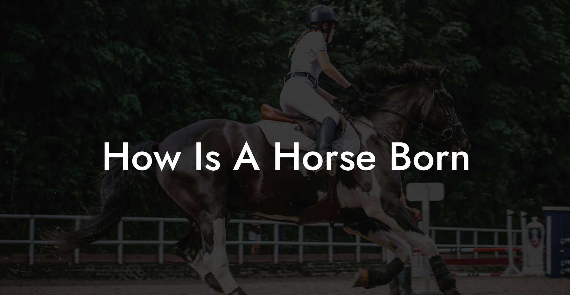 How Is A Horse Born