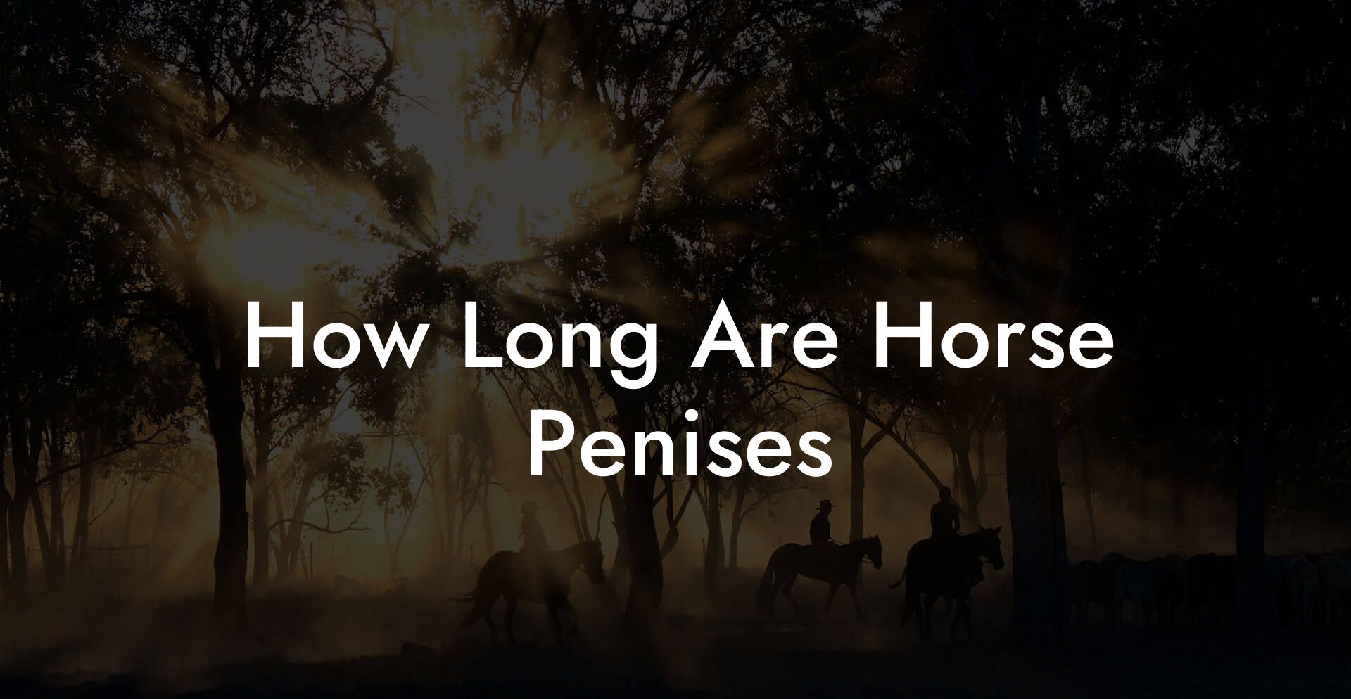 How Long Are Horse Penises