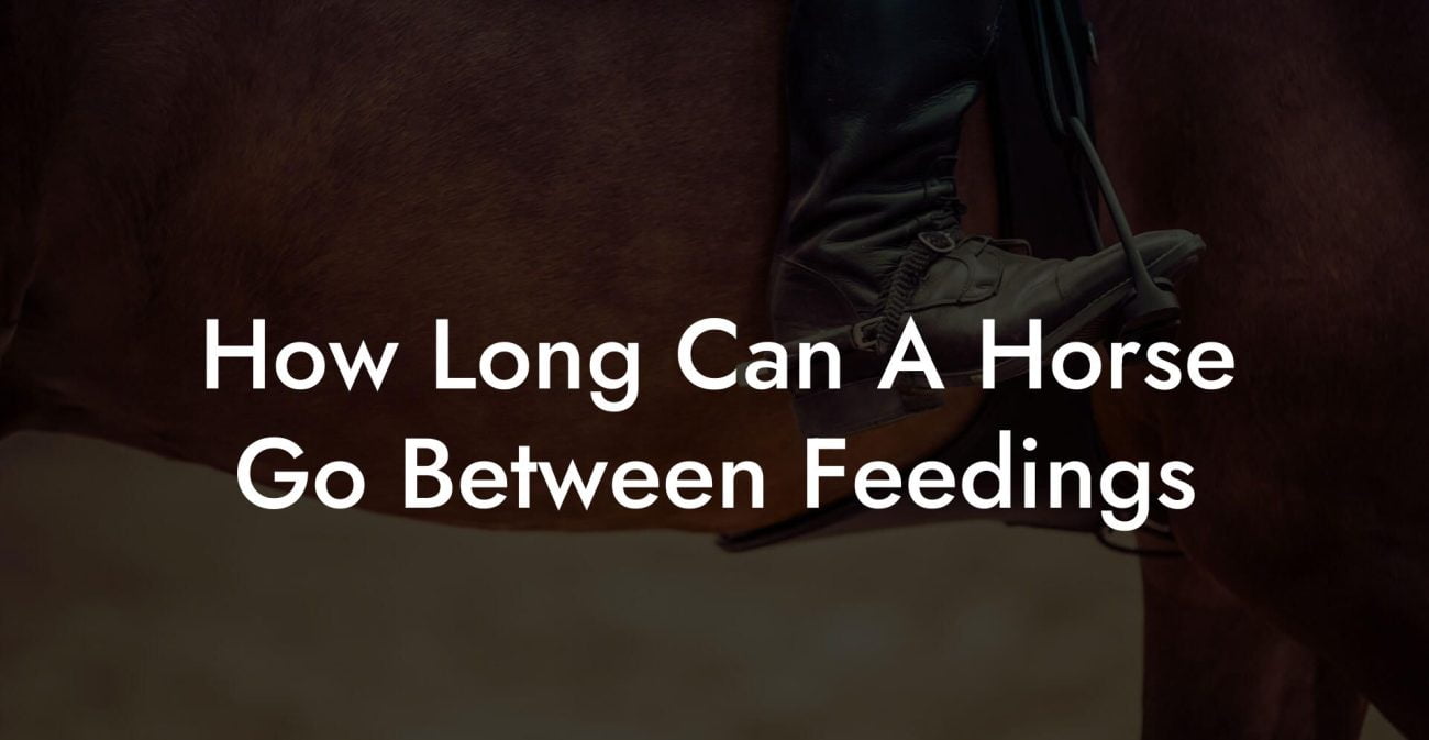 How Long Can A Horse Go Between Feedings