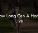 How Long Can A Horse Live