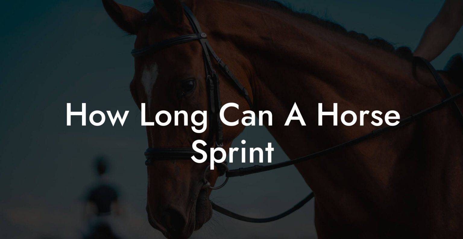 How Long Can A Horse Sprint How To Own a Horse
