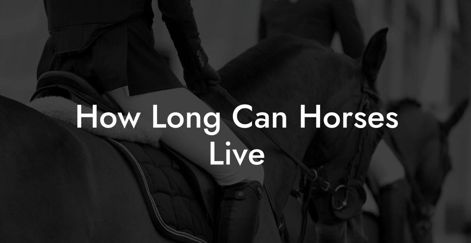 How Long Can Horses Live How To Own a Horse