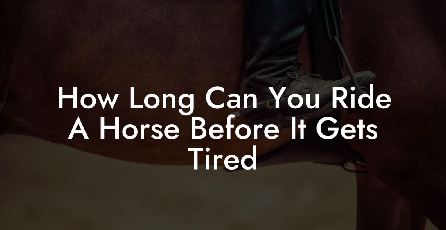 How Long Can You Ride A Horse Before It Gets Tired - How To Own a Horse