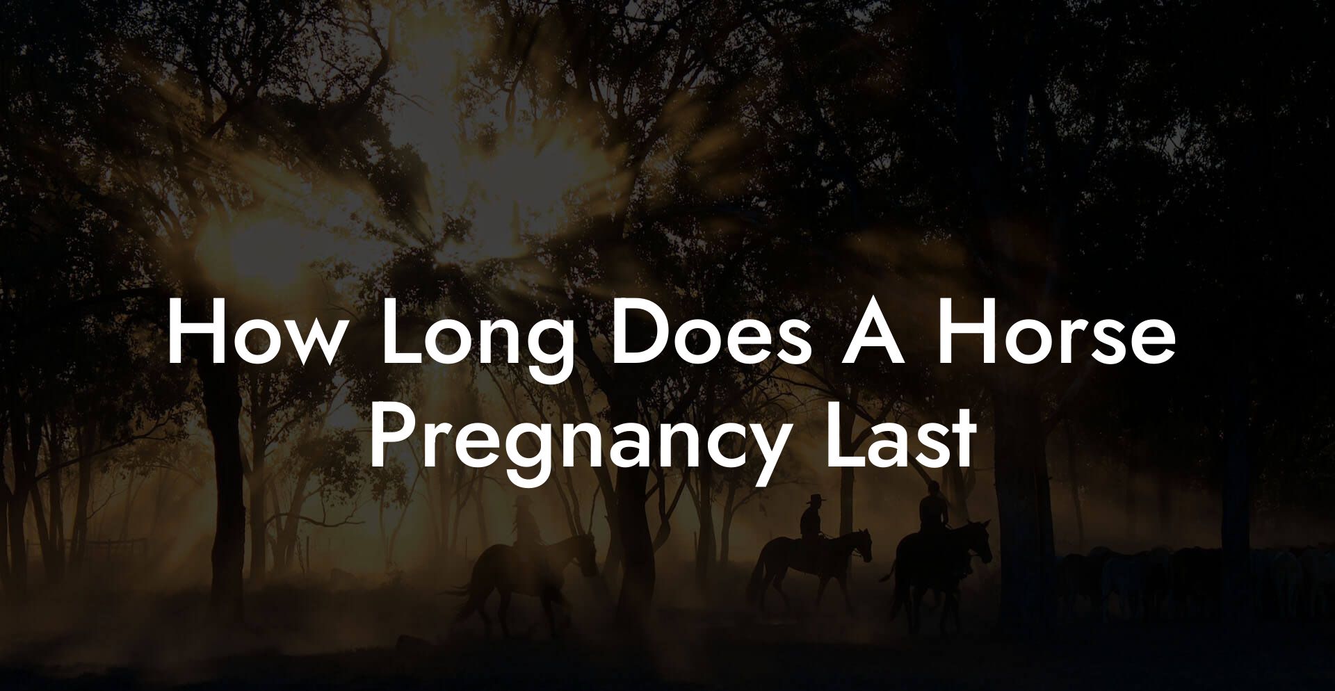 How Long Does A Horse Pregnancy Last