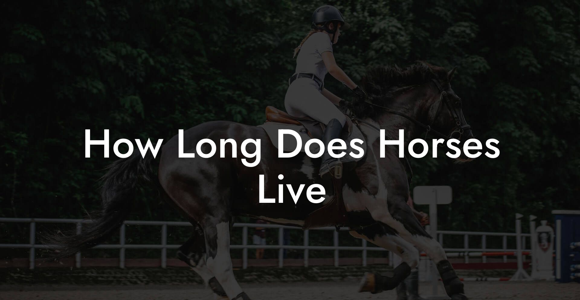 How Long Does Horses Live How To Own a Horse