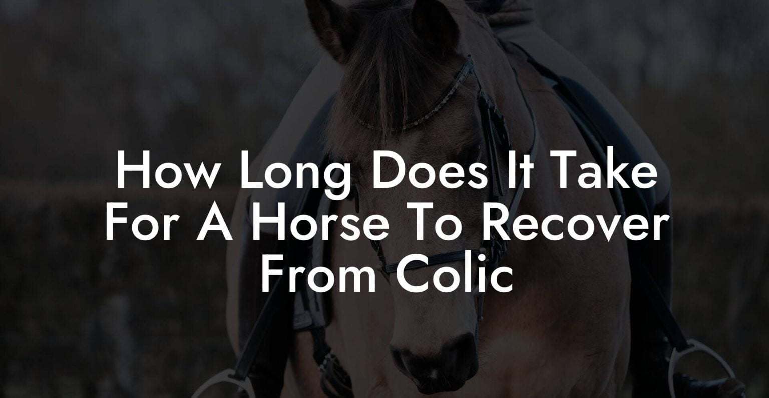 How Long Does It Take For A Horse To Recover From Colic How To Own a