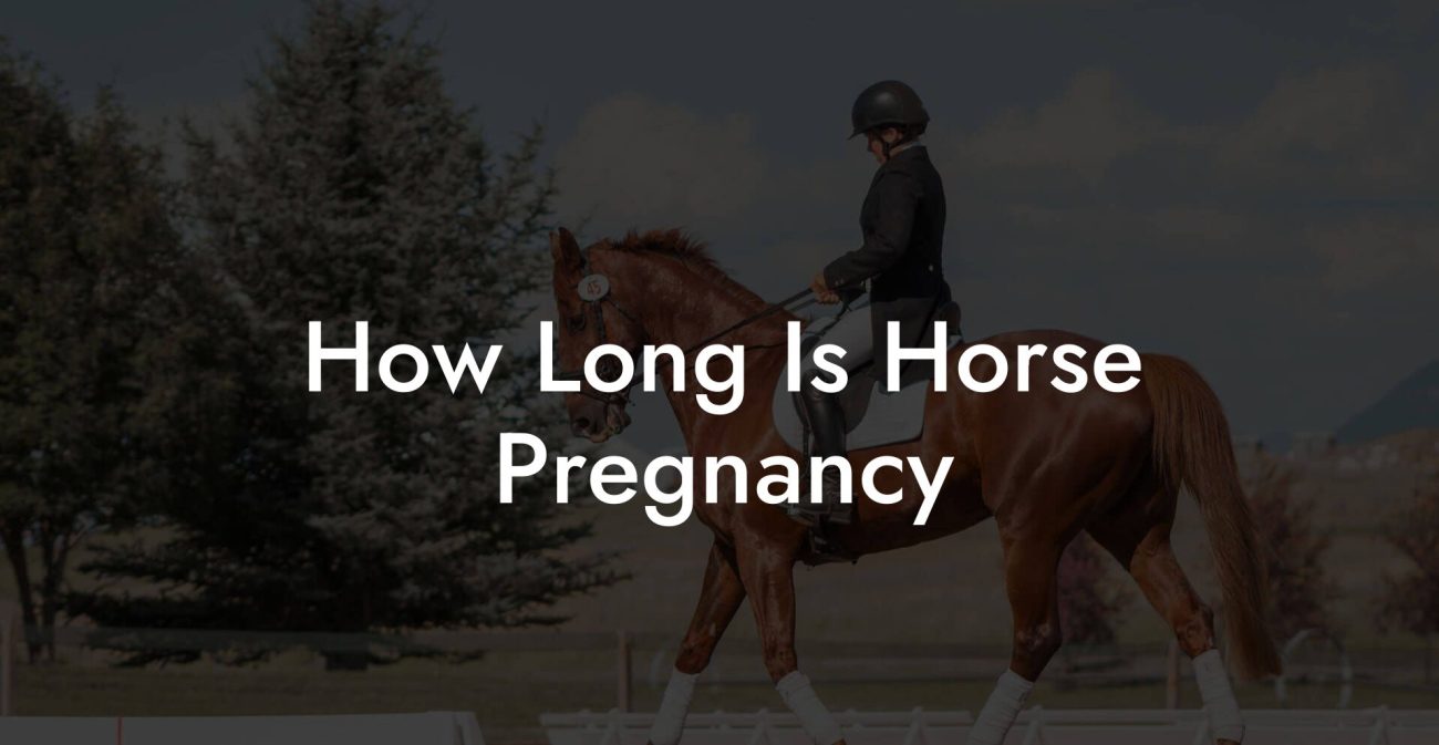 How Long Is Horse Pregnancy