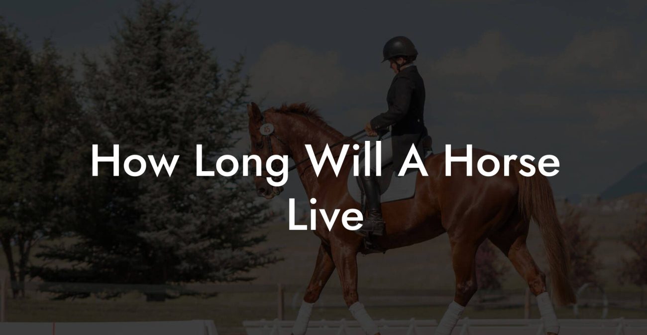 How Long Will A Horse Live