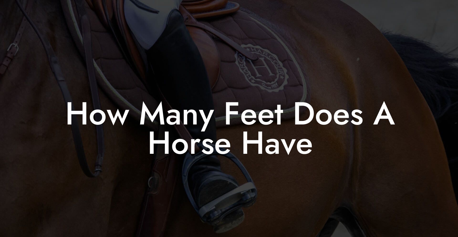 How Many Feet Does A Horse Have