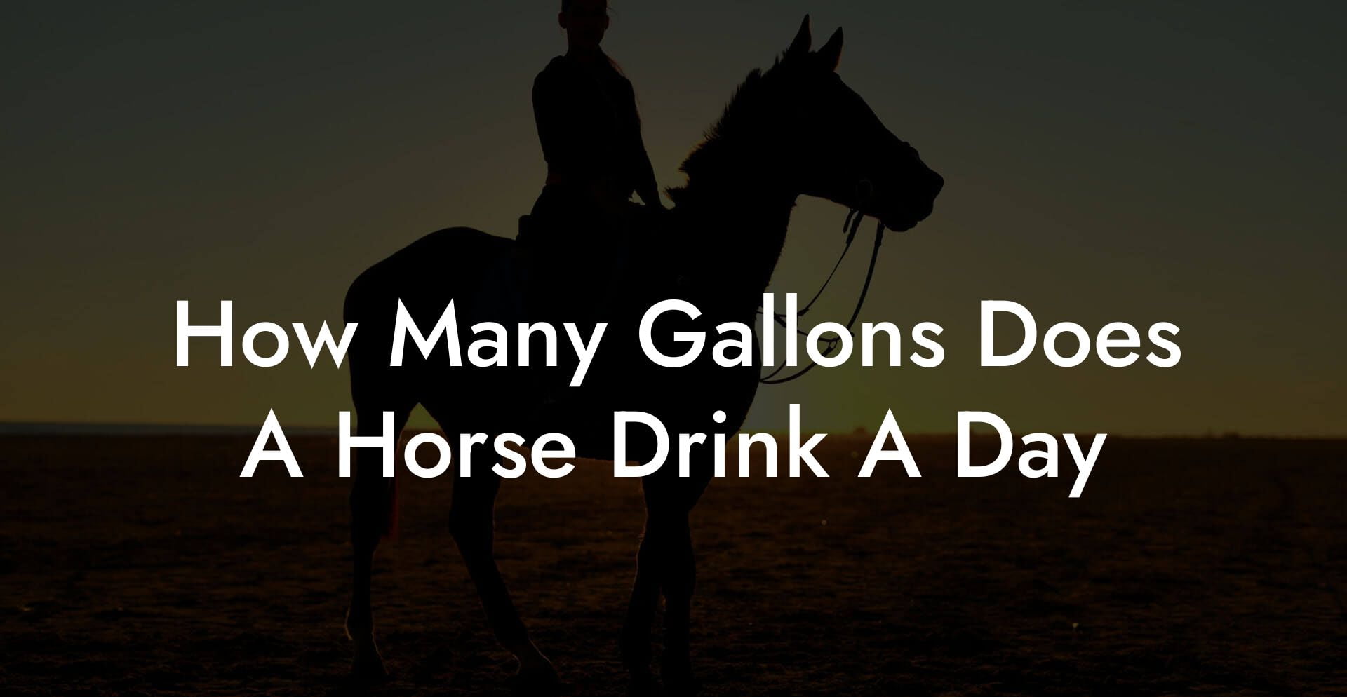 How Many Gallons Does A Horse Drink A Day