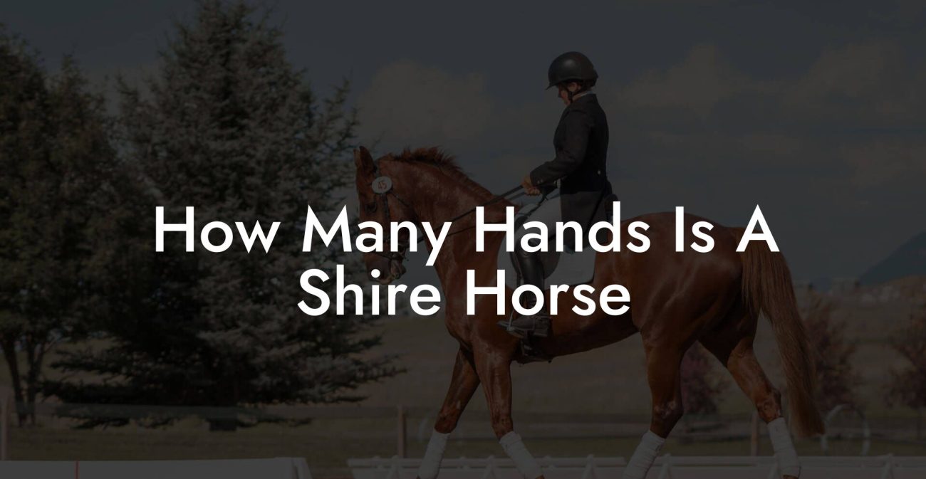 How Many Hands Is A Shire Horse