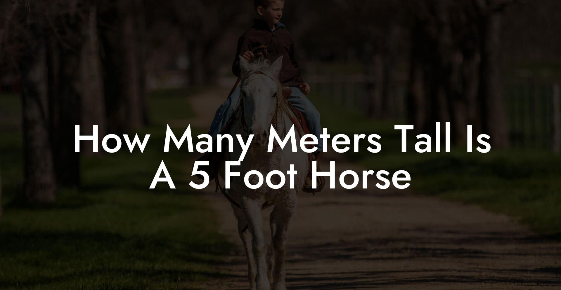 How Many Meters Tall Is A 5 Foot Horse - How To Own a Horse