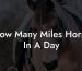 How Many Miles Horse In A Day