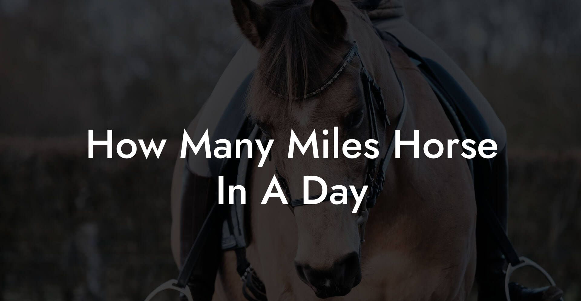 How Many Miles Horse In A Day