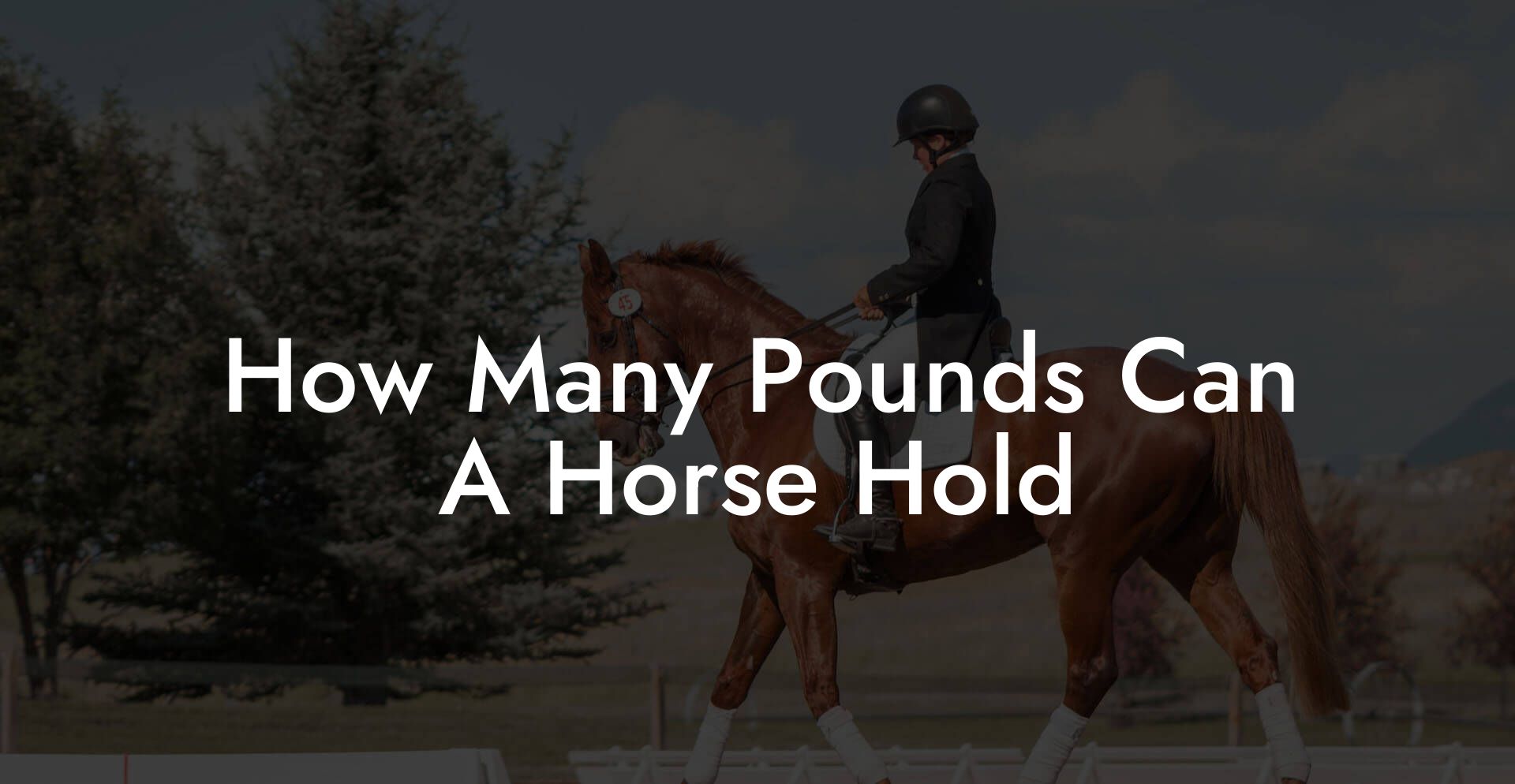 How Many Pounds Can A Horse Hold