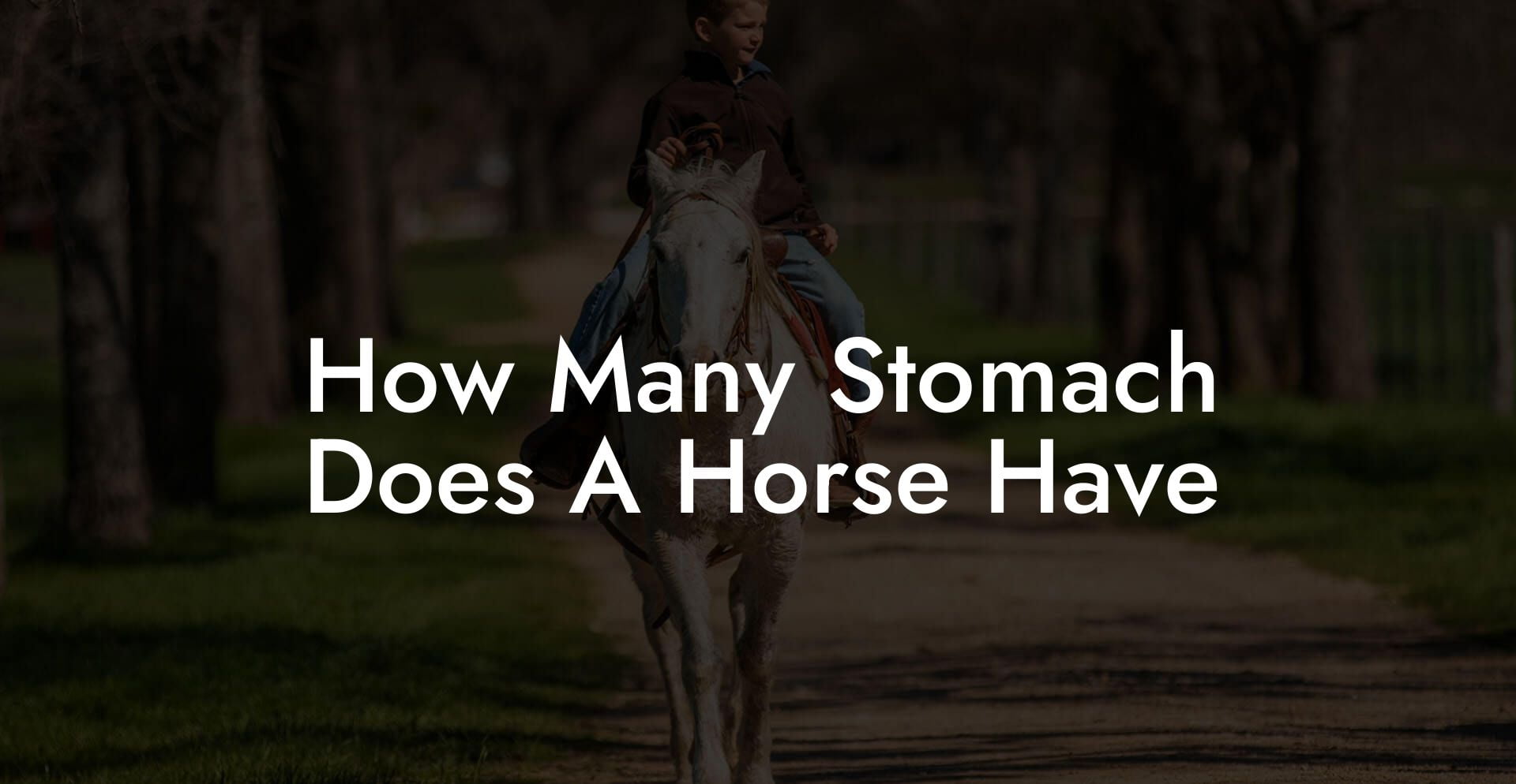 How Many Stomach Does A Horse Have
