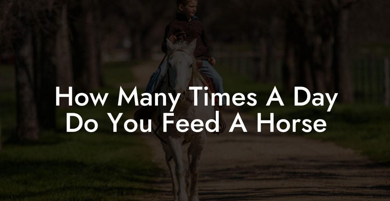 How Many Times A Day Do You Feed A Horse