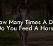 How Many Times A Day Do You Feed A Horse