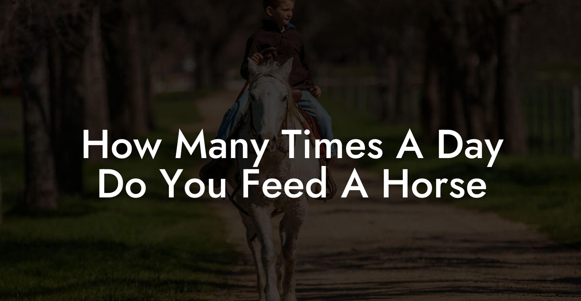 How Many Times A Day Do You Feed A Horse