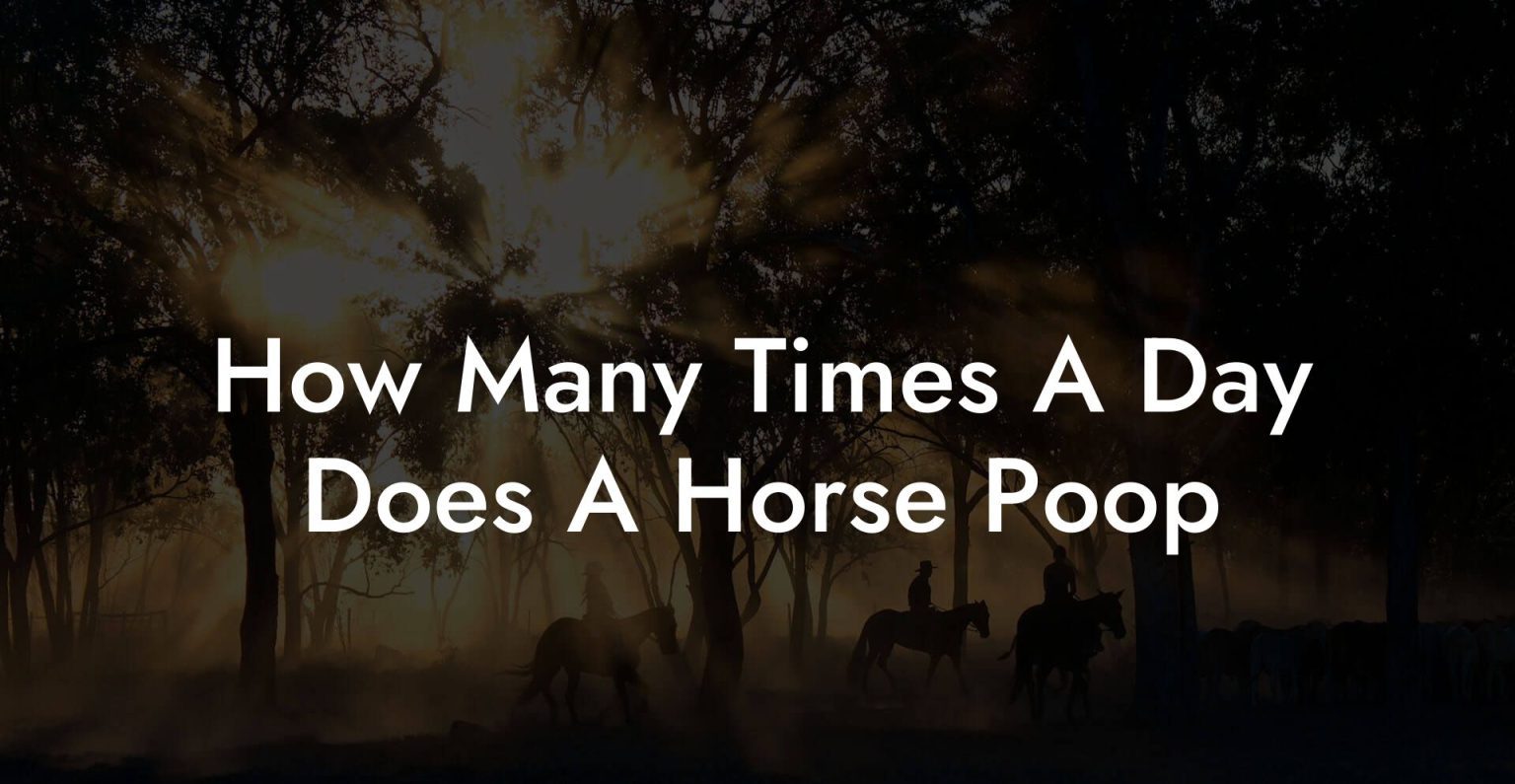 How Many Times A Day Does A Horse Poop How To Own a Horse