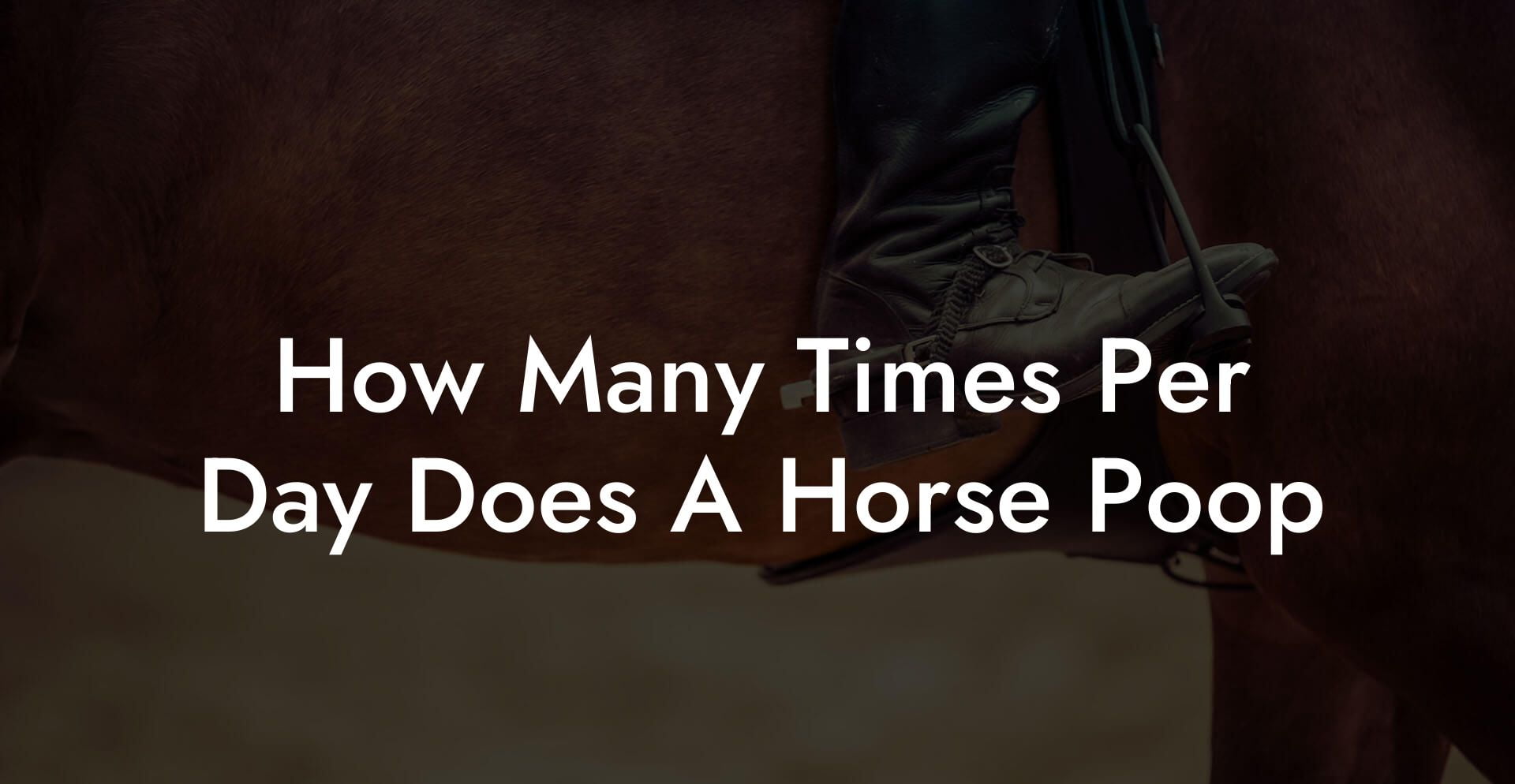 How Many Times Per Day Does A Horse Poop