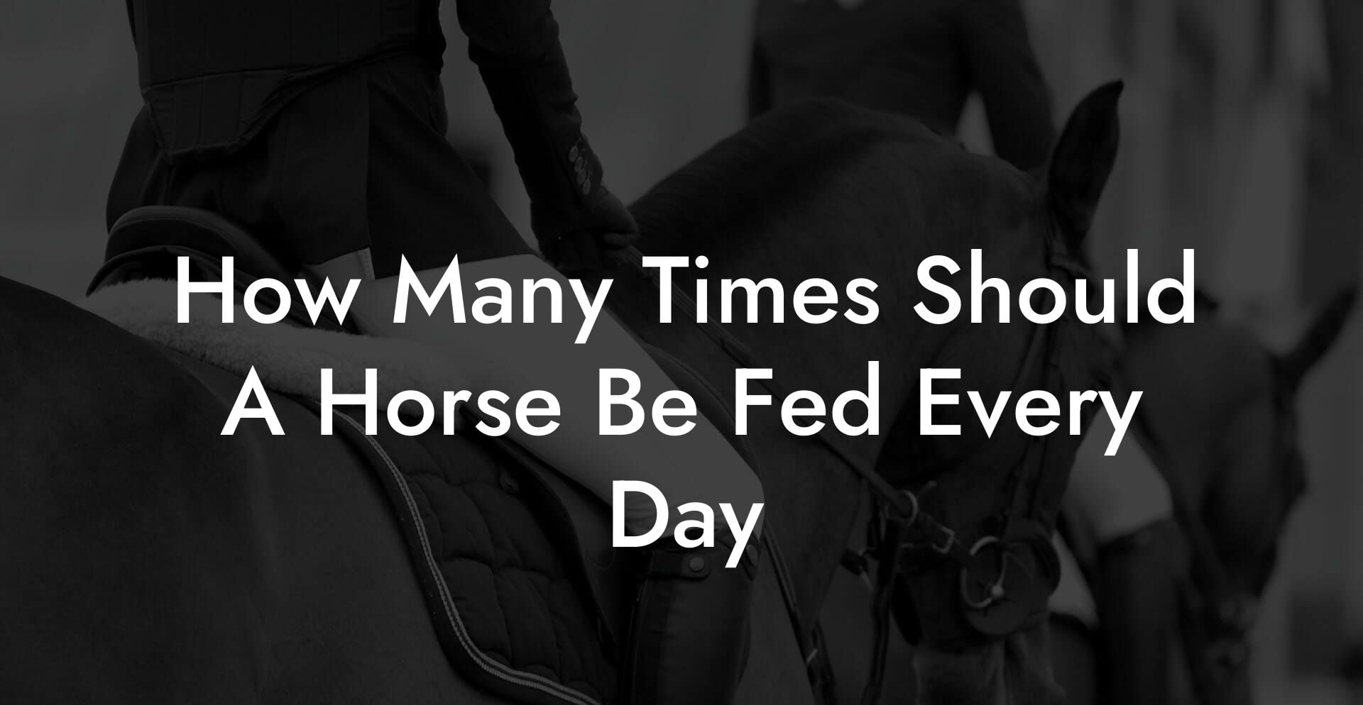 How Many Times Should A Horse Be Fed Every Day