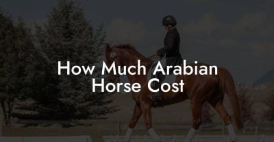 How Much Arabian Horse Cost - How To Own a Horse