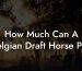 How Much Can A Belgian Draft Horse Pull
