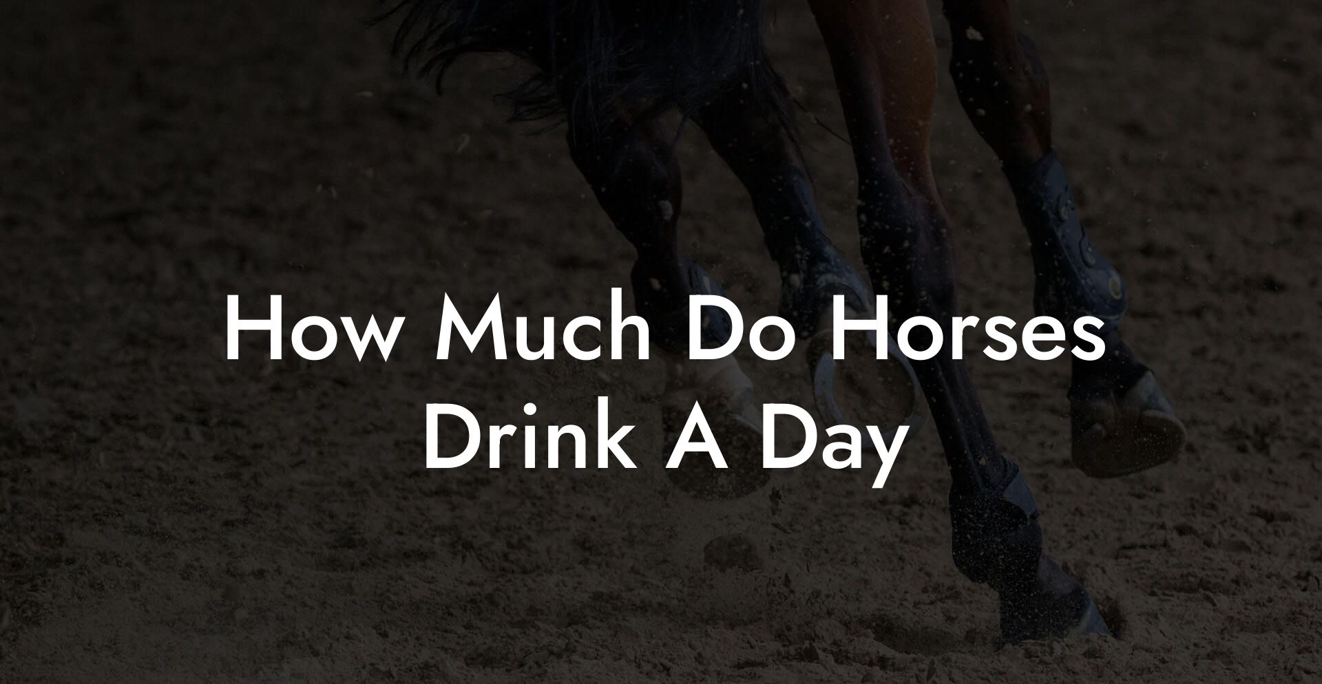 How Much Do Horses Drink A Day