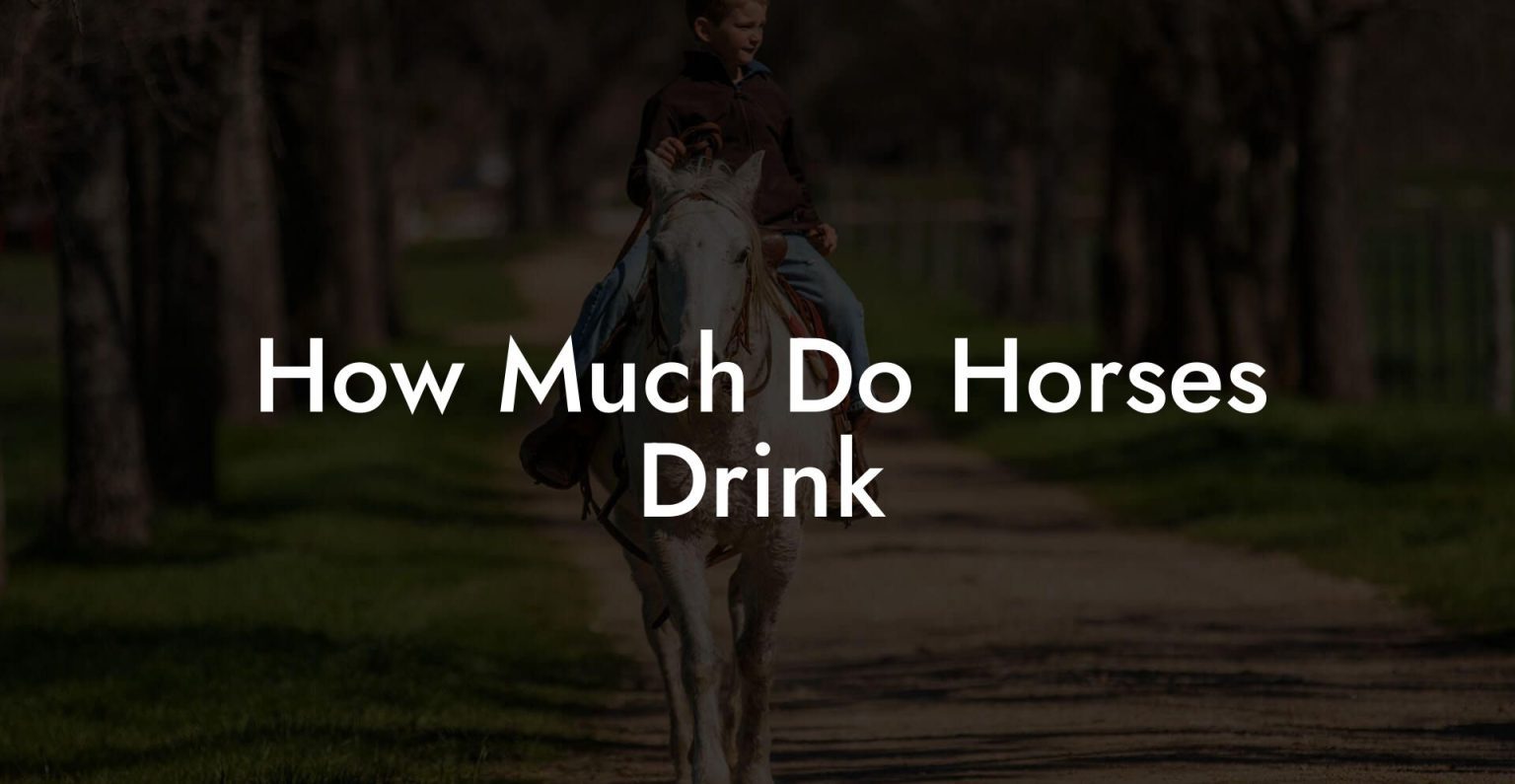 How Much Do Horses Drink How To Own a Horse