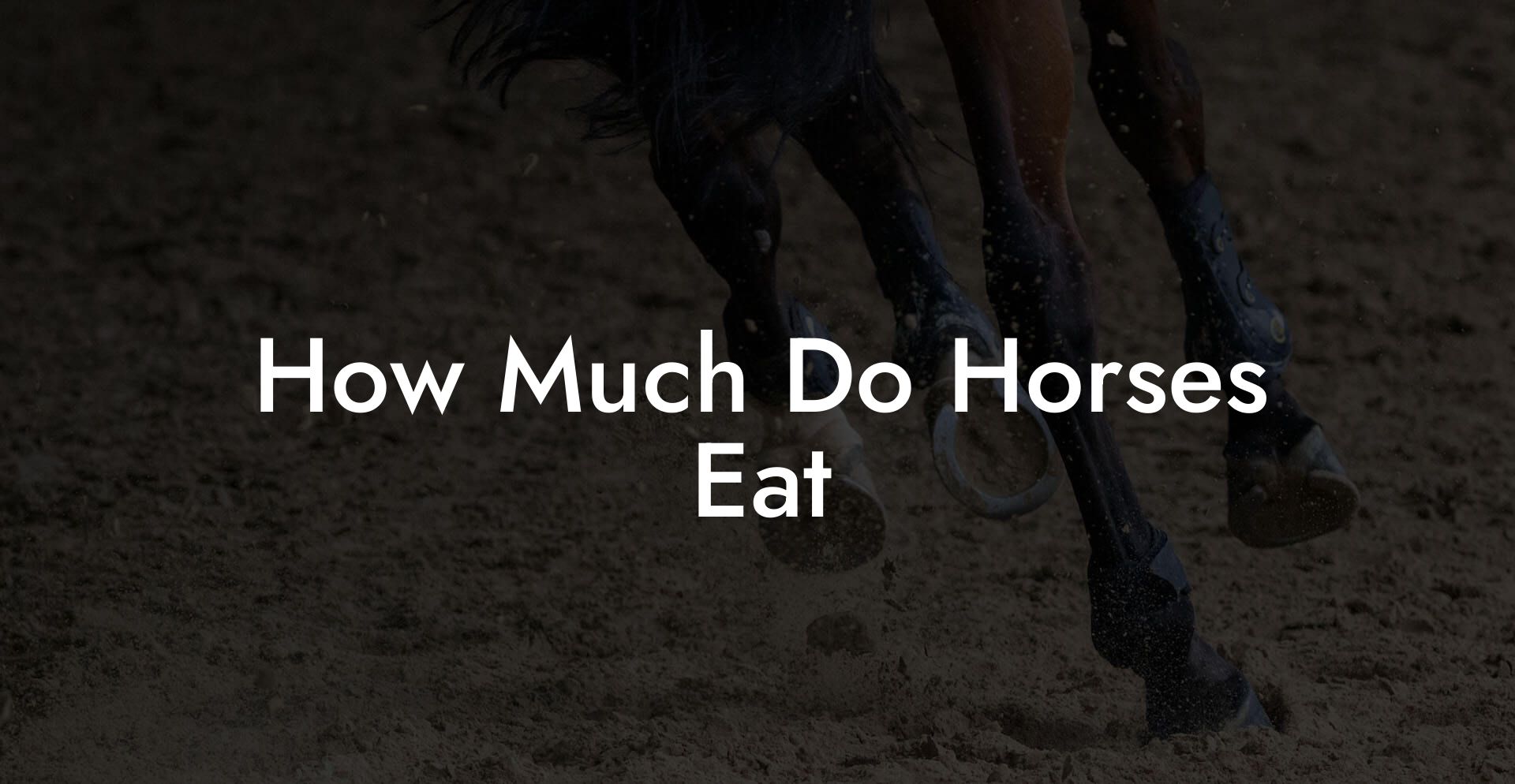 How Much Do Horses Eat