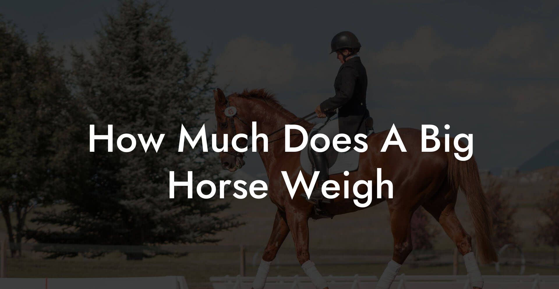 How Much Does A Big Horse Weigh
