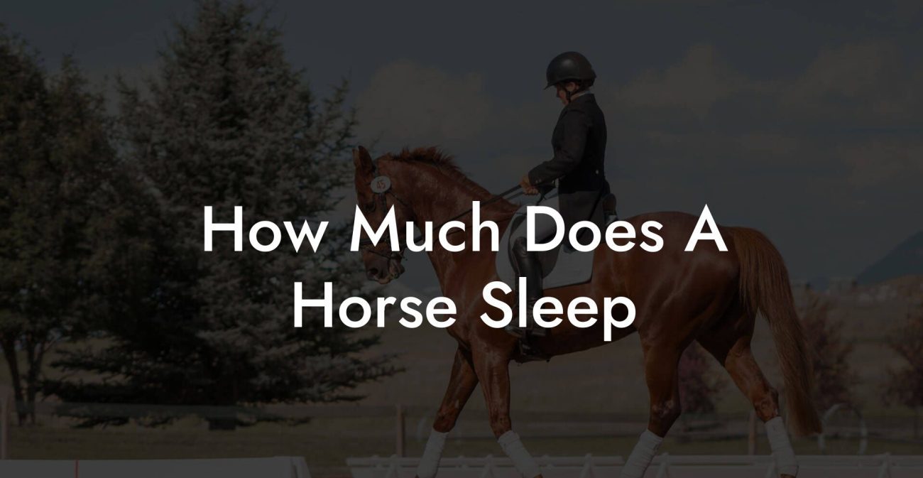 How Much Does A Horse Sleep