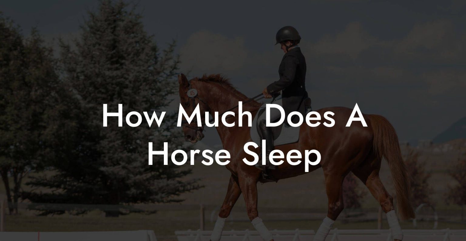 How Much Does A Horse Sleep How To Own a Horse