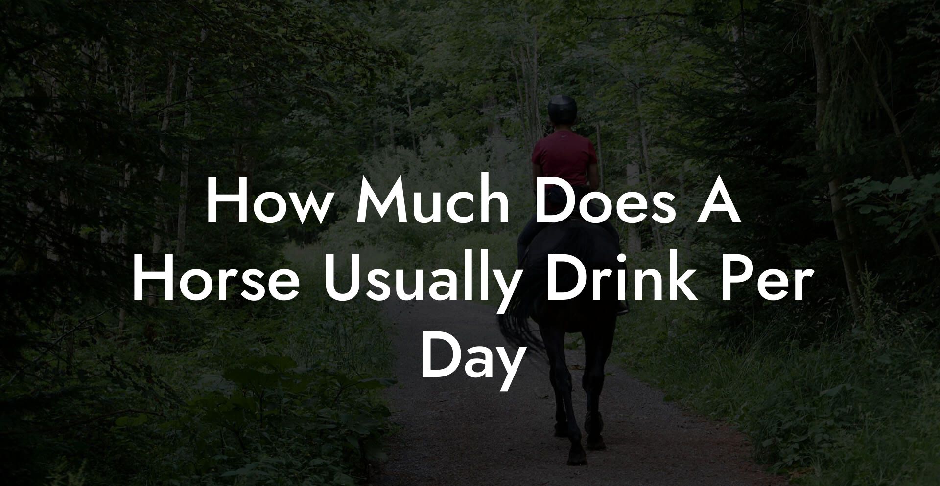 How Much Does A Horse Usually Drink Per Day