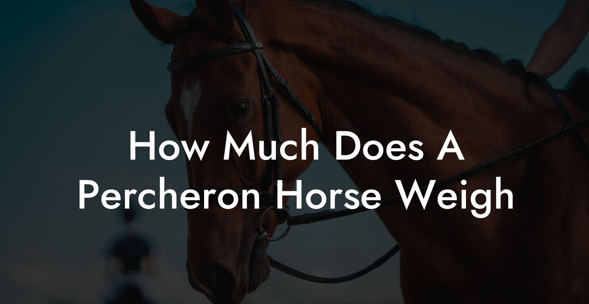 How Much Does A Percheron Horse Weigh