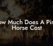 How Much Does A Pinto Horse Cost