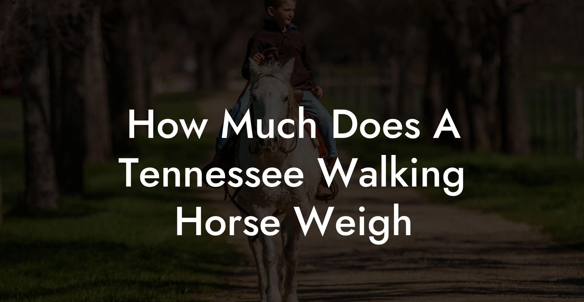 How Much Does A Tennessee Walking Horse Weigh