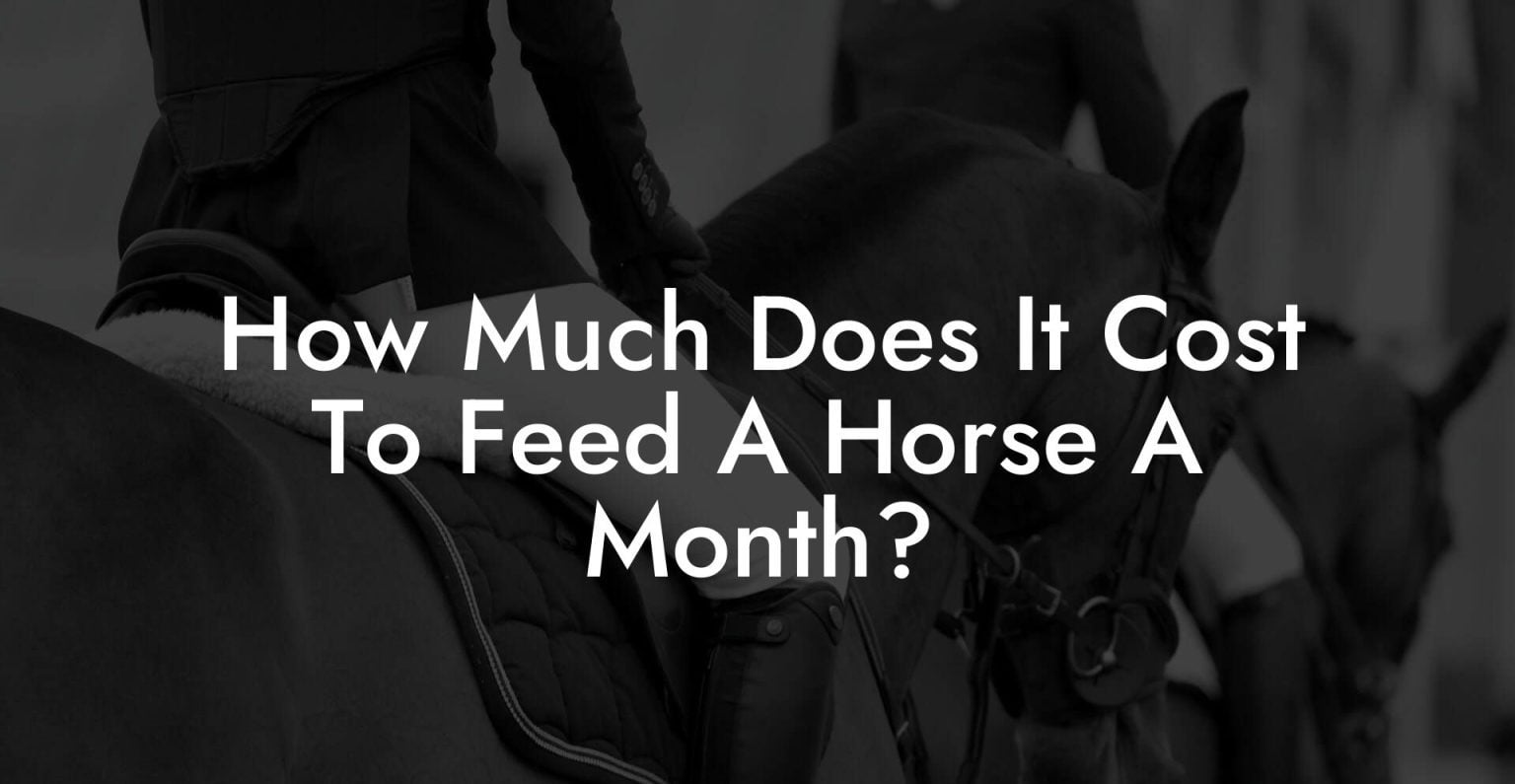 How Much Does It Cost To Feed A Horse A Month? How To Own a Horse