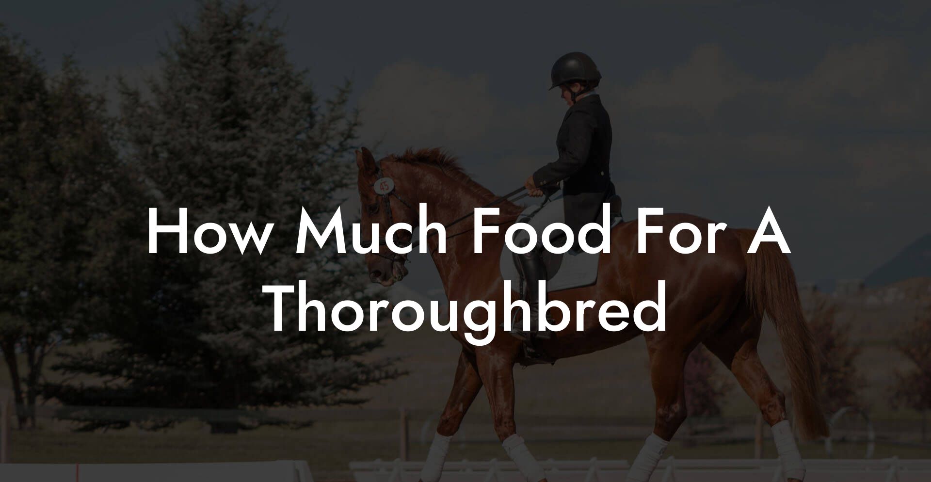 How Much Food For A Thoroughbred