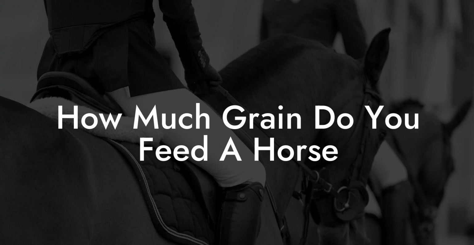 How Much Grain Do You Feed A Horse - How To Own a Horse