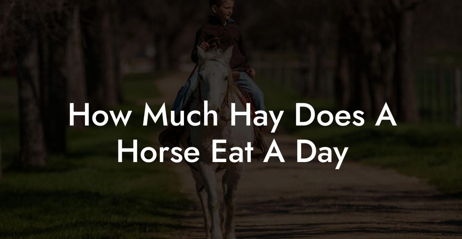 How Much Hay Does A Horse Eat A Day How To Own a Horse