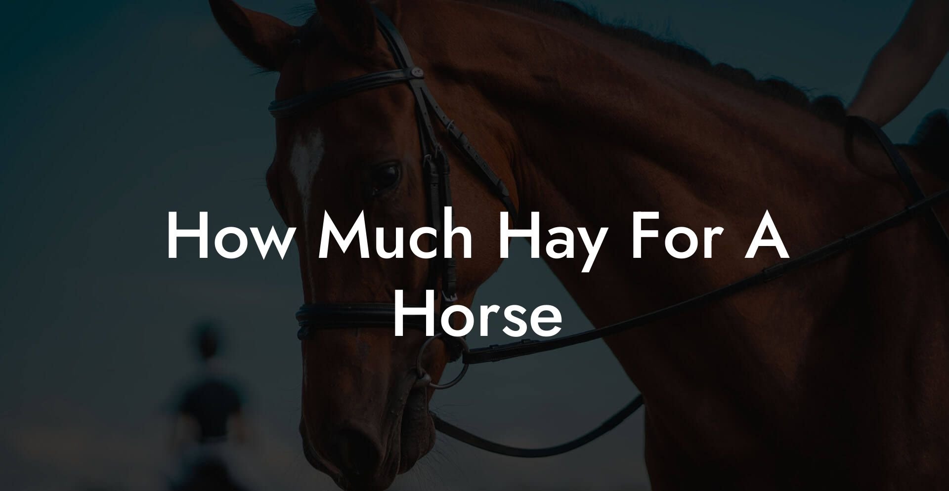 How Much Hay For A Horse