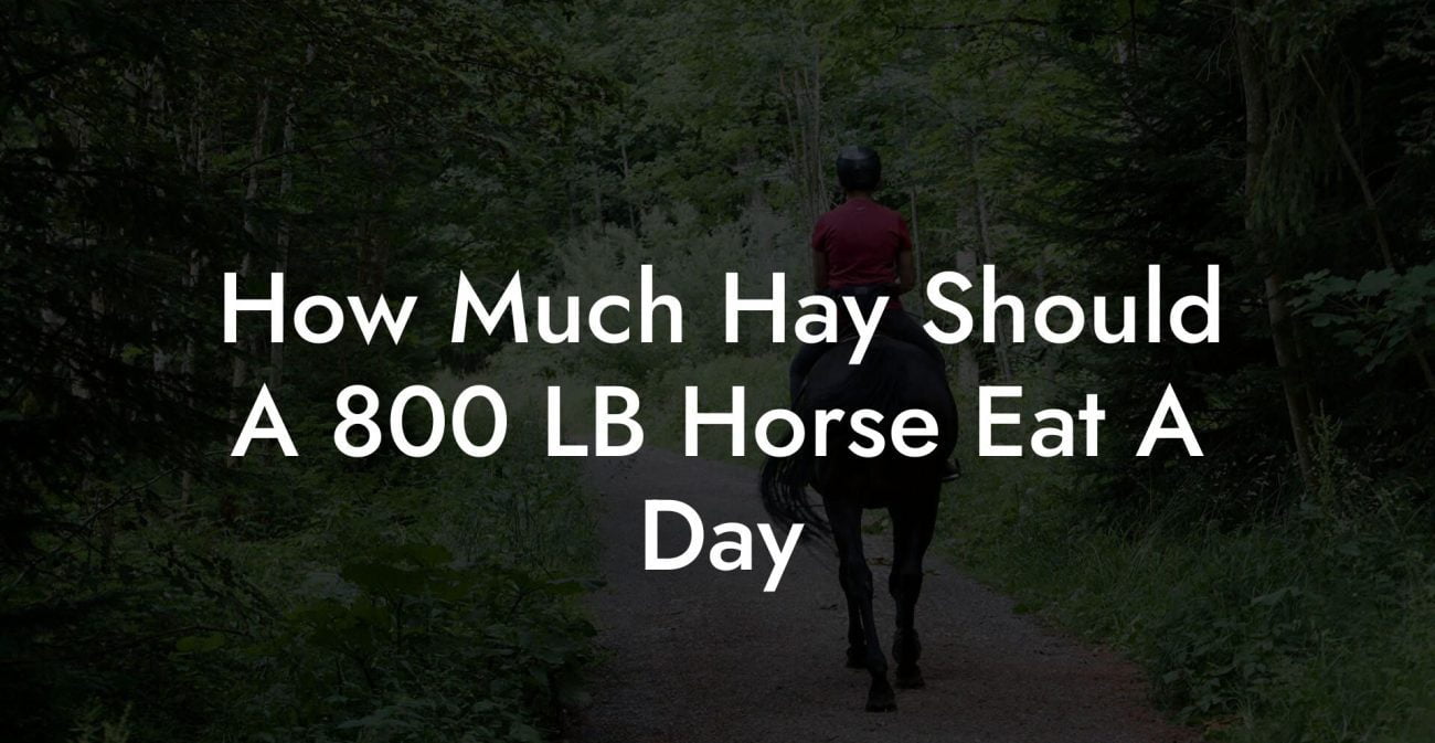 How Much Hay Should A 800 LB Horse Eat A Day