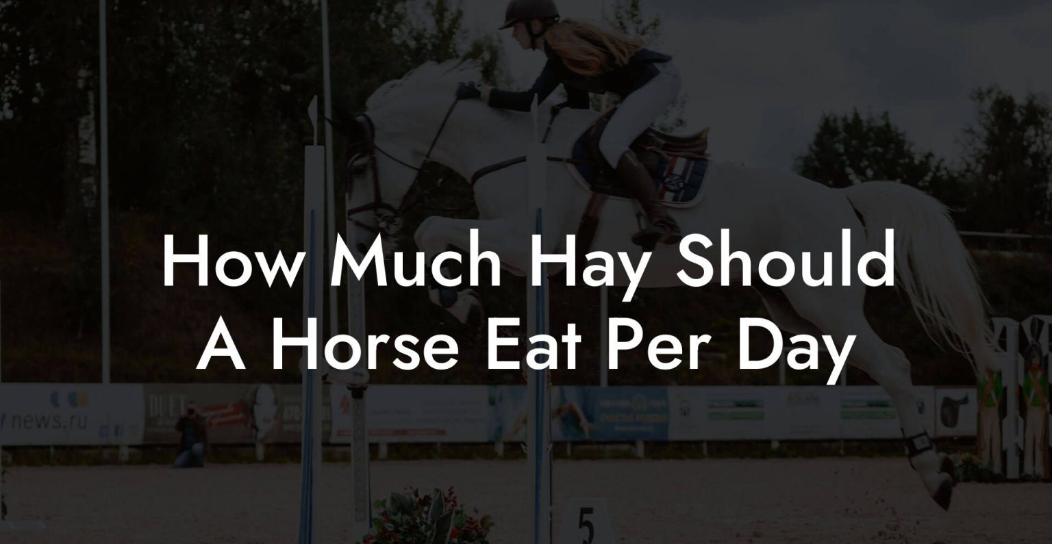 How Much Hay Should A Horse Eat Per Day How To Own a Horse