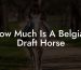 How Much Is A Belgian Draft Horse