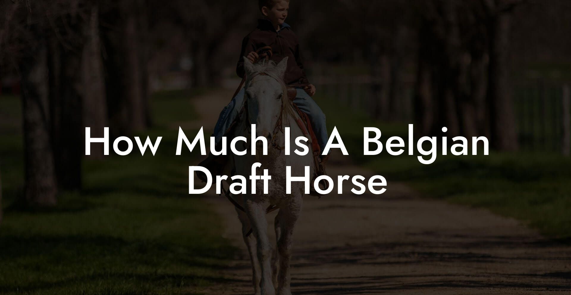 How Much Is A Belgian Draft Horse