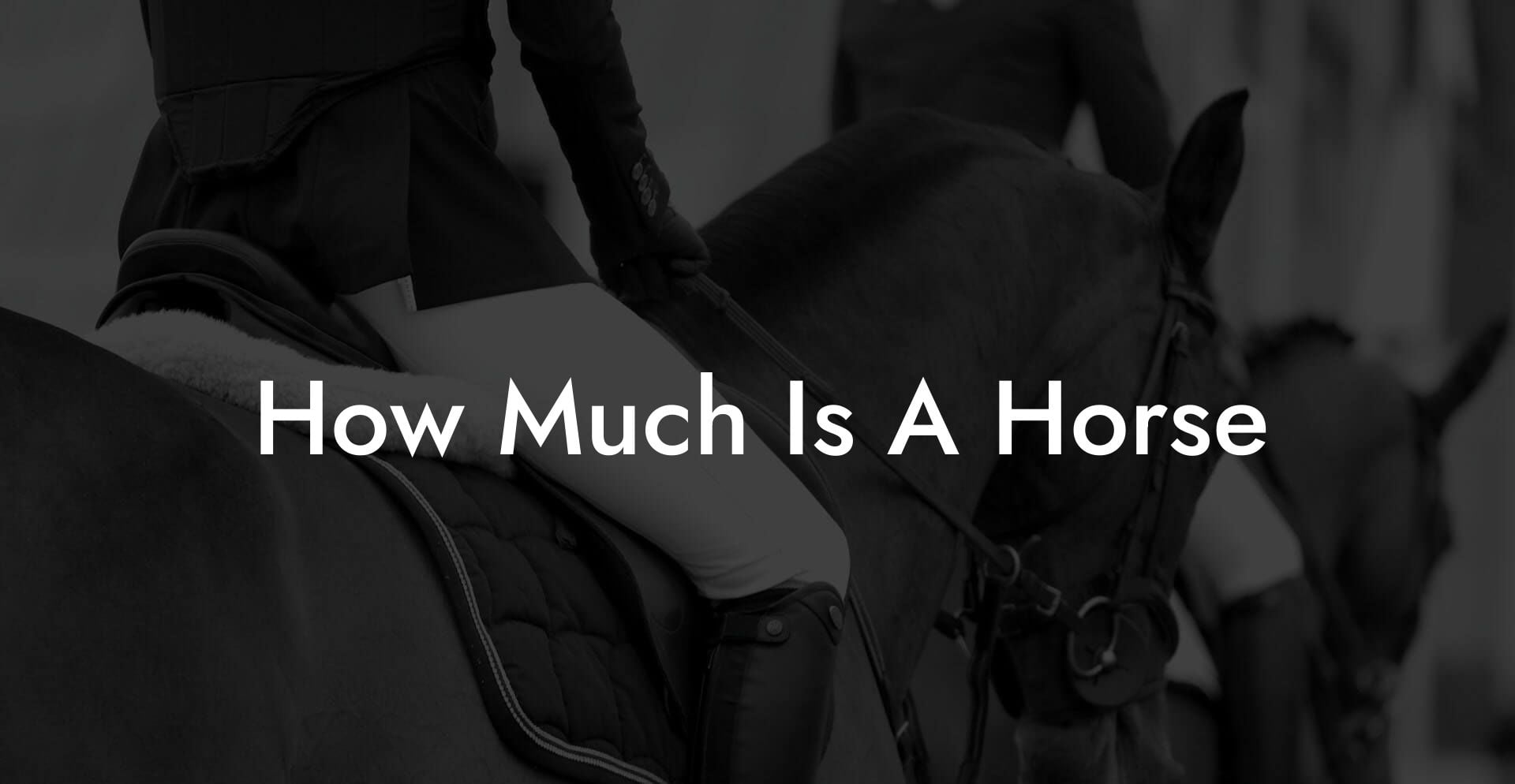 How Much Is A Horse How To Own A Horse